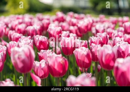 Leuchtend pinkfarbene Tulpenblumen im Garten, Blick auf die Landschaft auf dem landwirtschaftlichen Feld mit blühenden Blumen. Stockfoto