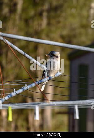 Ein jugendlicher, lachender Kookaburra (Dacelo novaeguineae), der auf einem Hügel im Südwesten Sydneys sitzt Stockfoto