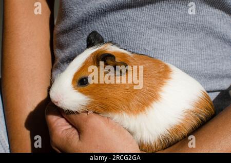 Süße Figur! Ein bezauberndes Meerschweinchen, repräsentiert das Konzept der Haustier- und Nagetierpflege. Stockfoto