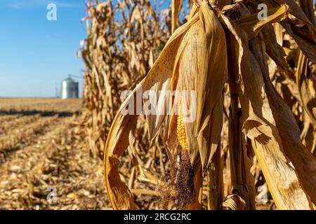 Ähre aus Mais im Maisfeld bereit für die Ernte. Erntezeit, Landwirtschaft, Landwirtschaft und Ethanol-Konzept. Stockfoto