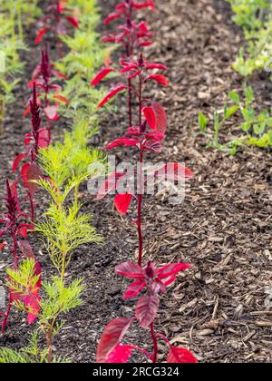 Rotes Laub von Amaranthus, das neben Cosmos in einem Blumenbeet in einer britischen Zuteilung wächst. Stockfoto