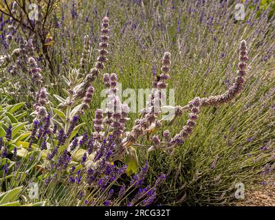 Dunkelrosa Blumen auf geschwungenen Stämmen von Stachys byzantina und die violetten Lavendelblumen, die im Sommer in einem Garten wachsen. Stockfoto