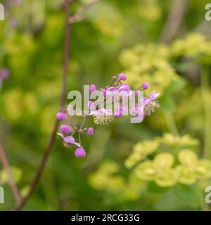 Nahaufnahme der weichen malvenfarbenen Blüten von Thalictrum delavayi, gemeinhin als Chinesische Wiesenrue bekannt, die in einem Garten wächst. UK Stockfoto