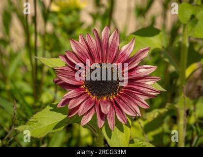 Nahaufnahme der dunkelroten Blume von Helianthus annuus 'MS Mars, gebräuchlicher Name Sonnenblume. Stockfoto