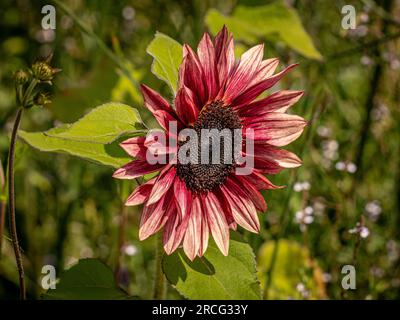 Nahaufnahme der dunkelroten Blume von Helianthus annuus 'MS Mars, gebräuchlicher Name Sonnenblume. Stockfoto