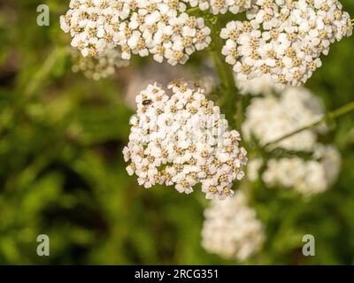 Weißes Achillea millefolium – in einem britischen Garten wachsender Seepfeil. Stockfoto