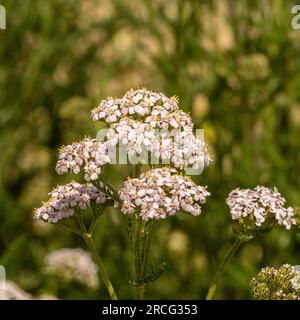 Weißes Achillea millefolium – in einem britischen Garten wachsender Seepfeil. Stockfoto