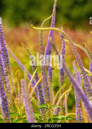 Veronicastrum virginicum „Fascination“, ein gebräuchlicher Name, die Wurzel von culver, die in einem britischen Garten wächst Stockfoto