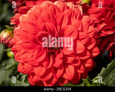 Nahaufnahme einer leuchtend roten Dahlie, die in einem Garten wächst. Stockfoto