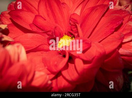 Nahaufnahme einer leuchtend roten Dahlie mit gelber Mitte, die in einem Garten wächst. Stockfoto