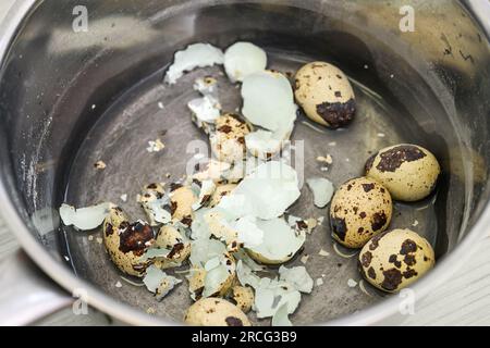 Gekochte Wachteleier, ganze und geschälte Schalen in einem Kochtopf, Vorbereitung für ein Gourmet-Frühstück oder Brunch, Kopierbereich, ausgewählter Fokus, enge Abteilung Stockfoto