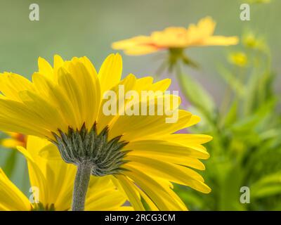 Nahaufnahme der gelben Blumen von Gerbera Daisy (Coropsis Baluptgonz) Stockfoto