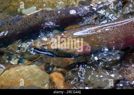 Zwei Fische schwimmen in einem Bach. Stockfoto