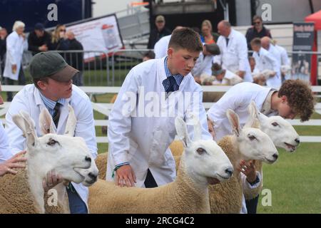 11. Juli 2023 Schafschau im Great Yorkshire Stockfoto