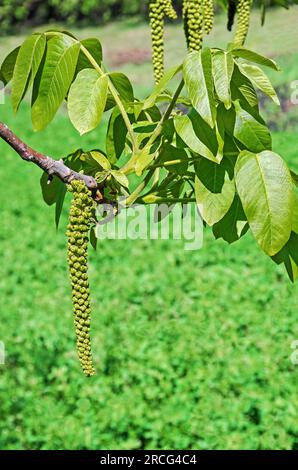 Im Frühling hängt man einen Strauß männlicher Blumen auf Walnuss auf dem Ast Stockfoto