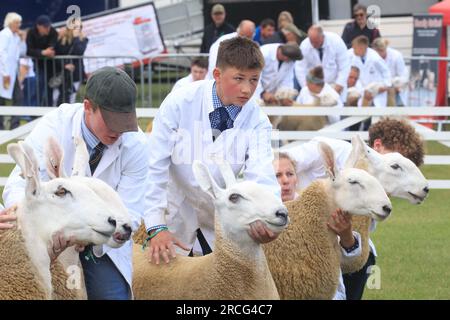 11. Juli 2023 Schafschau im Great Yorkshire Stockfoto