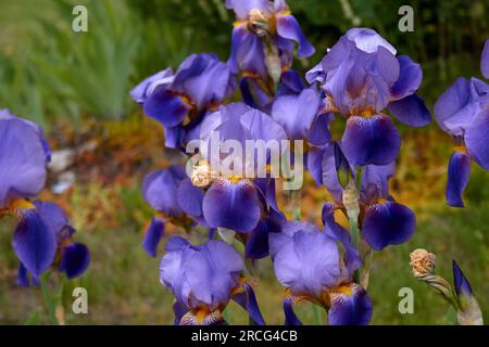 Eine Gruppe blau-violetter Irisblüten in Blüte. Stockfoto