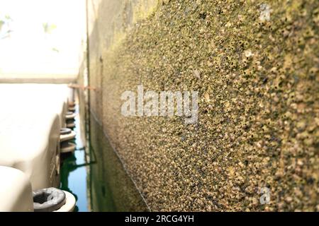 Hafenmauer und Ponton bei Ebbe, Barnius wachsen auf einer vertikalen intertidalen Oberfläche. Stockfoto