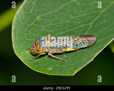 Breiter Scharfschütze (Oncometopia orbona) auf einem Blatt, Makro mit Seitenansicht und Kopierbereich. Einheimisch in den tropischen Regionen der USA und Mexiko. Stockfoto