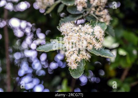 Sorbus Intermedia oder Schwedisch mit Leuchtblumen im Frühling, Nahaufnahme Stockfoto