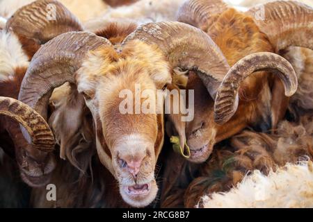 Große Hörner der Ziege (alte Ziegen im Schafstall) Schafe von Eid al-Adha Al-Mubarak in muslimischen und arabischen Ländern - Amman, Jordanien Stockfoto