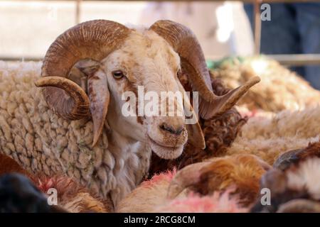 Muslimischer Qurban - große Hörner der Ziege (alte Ziegen im Schafstall) Lämmer und Schafe von Eid al-Adha Al-Mubarak in muslimischen und arabischen Ländern - Jordanien Stockfoto