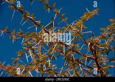 Afrikanischer Dornbusch, Lake Oanob, Namibia Stockfoto