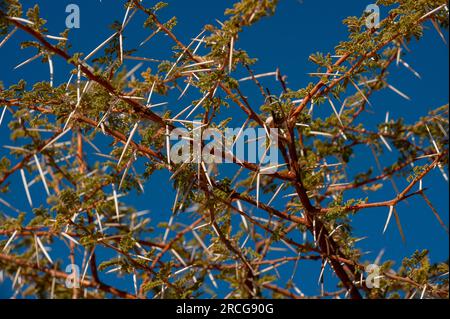 Afrikanischer Dornbusch, Lake Oanob, Namibia Stockfoto