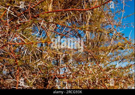 Afrikanischer Dornbusch, Lake Oanob, Namibia Stockfoto