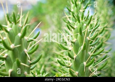 Cactus-Arten (Austrocylindropuntia subulata) aus der Nähe. Stockfoto