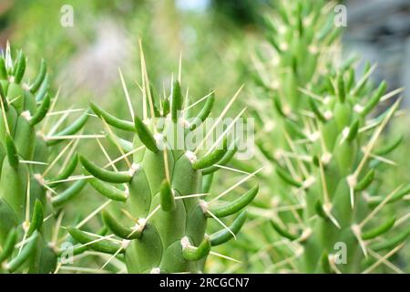 Nahaufnahme sukkulenter Arten (Austrocylindropuntia subulata). Stockfoto