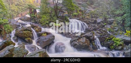 Tasmaniens zweithöchster Wasserfall St Columba Falls im Regenwaldreservat in Pyengana in der Nähe von St. Helens, Tasmanien, Australien Stockfoto