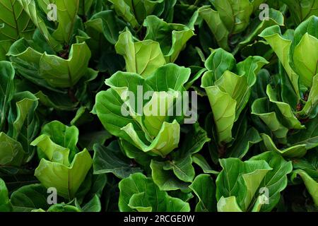 Dichte Blätter der Feigenpflanze. Stockfoto