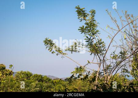 Große Kiskadee (Pitangus sulfuratus) Passanten Vögel in der Tyrannen Flycatcher Familie Tyrannidae essen Getreide in Einem großen Baum früh am Morgen Stockfoto