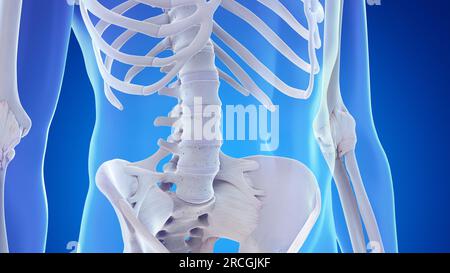 Lendenwirbelsäule und Bänder, Illustration Stockfoto