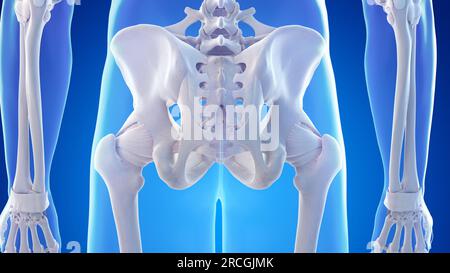 Knochen und Bänder der hinteren Hüfte, Illustration Stockfoto