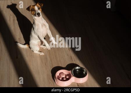 Eine Doppelschüssel für langsames Füttern und eine Schüssel Wasser für den Hund. Jack Russell Terrier Hund neben einem rosa Teller mit trockenem Essen auf einem Holzboden. Stockfoto