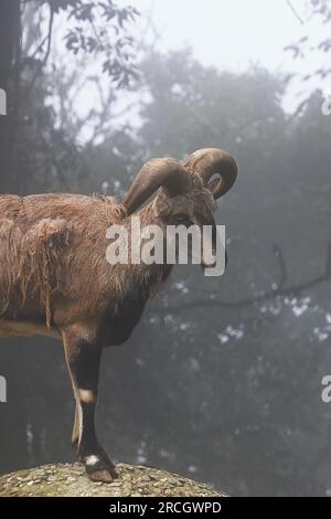 Männliche Bharalschafe oder Blauschafe (Pseudois nayaur) im hochgebiet des himalaya in zentralasien. Blaue Schafe sind vom Aussterben bedrohte Arten Stockfoto