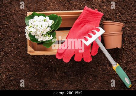 Holzkiste mit Handschuhen, Töpfen und Pflanzen im Garten Stockfoto
