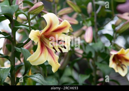 Lilium Nymphe Blume. Orientalische Trompete Lily Stockfoto