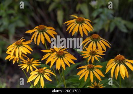 Nahaufnahme der abstrakten Texturansicht gelber Coneflowers (Echinacea) in Blüte, mit Unschärfe-Effekt im Hintergrund Stockfoto