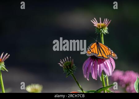 Makroabstrakte Ansicht eines Monarchen-Schmetterlings, der sich auf einem Purpursonnenhütten (Echinacea purpurea) mit Unschärfe-Hintergrund ernährt Stockfoto