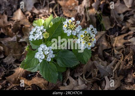 Nahaufnahme der abstrakten Textur von blühenden weißen lantana Camara-Blumen mit trockenem Eichenblättchen-Mulch Stockfoto