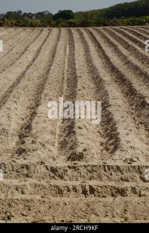 Graben gegraben, um Maniok vorzubereiten. Anbau von Nutzpflanzen auf Ackerland. Stockfoto