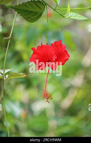 Makroaufnahme Nahaufnahme einer Blume von rotem Hibiscus rosa-sinensis oder Schuhschnäpper auf grünem, grasbewachsenem Hintergrund. Vertikales Bild. Stockfoto