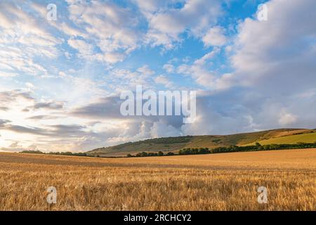 Blick auf ein Weizenfeld, das in East Sussex geerntet werden kann - Juli Stockfoto