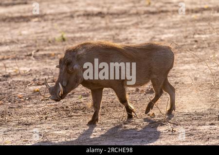 Nahaufnahme eines Gemeinen Warthogs, Phacochoerus africanus, der um den Chobe-Nationalpark, Botswana, herumläuft. Stockfoto