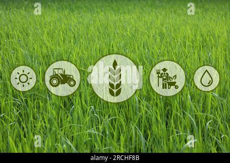 Symbole und Feld im Hintergrund. Konzept der intelligenten Landwirtschaft und moderner Technologie Stockfoto