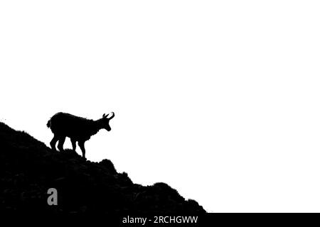 Die Tatra Chamois, Rupicapra rupicapra tatrica. Dunkle Silhouette eines Samois, eine felsige Klippe auf weißem Hintergrund mit einem Kopierbereich. Der Tatra-Berg Stockfoto