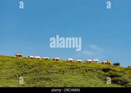 Kuhsortiment - Radons Graubünden Stockfoto